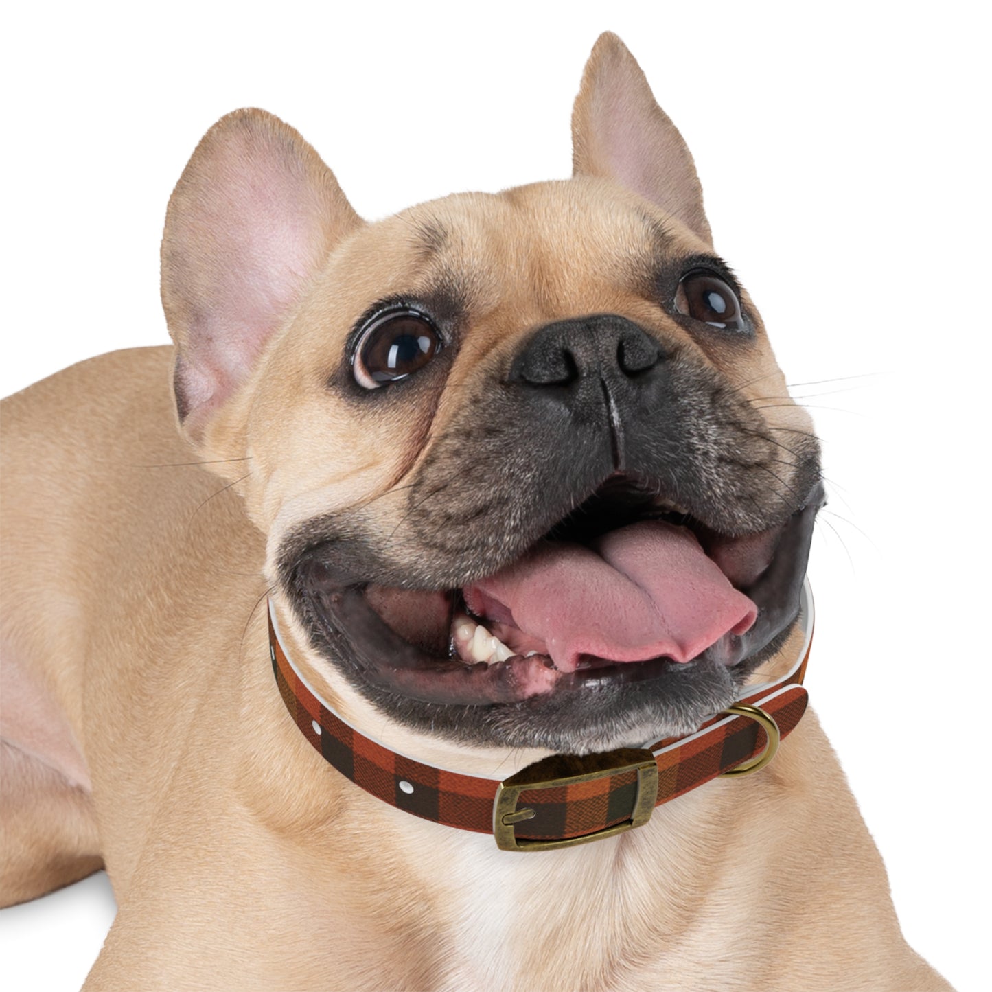 Fall Dog Collar, plaid