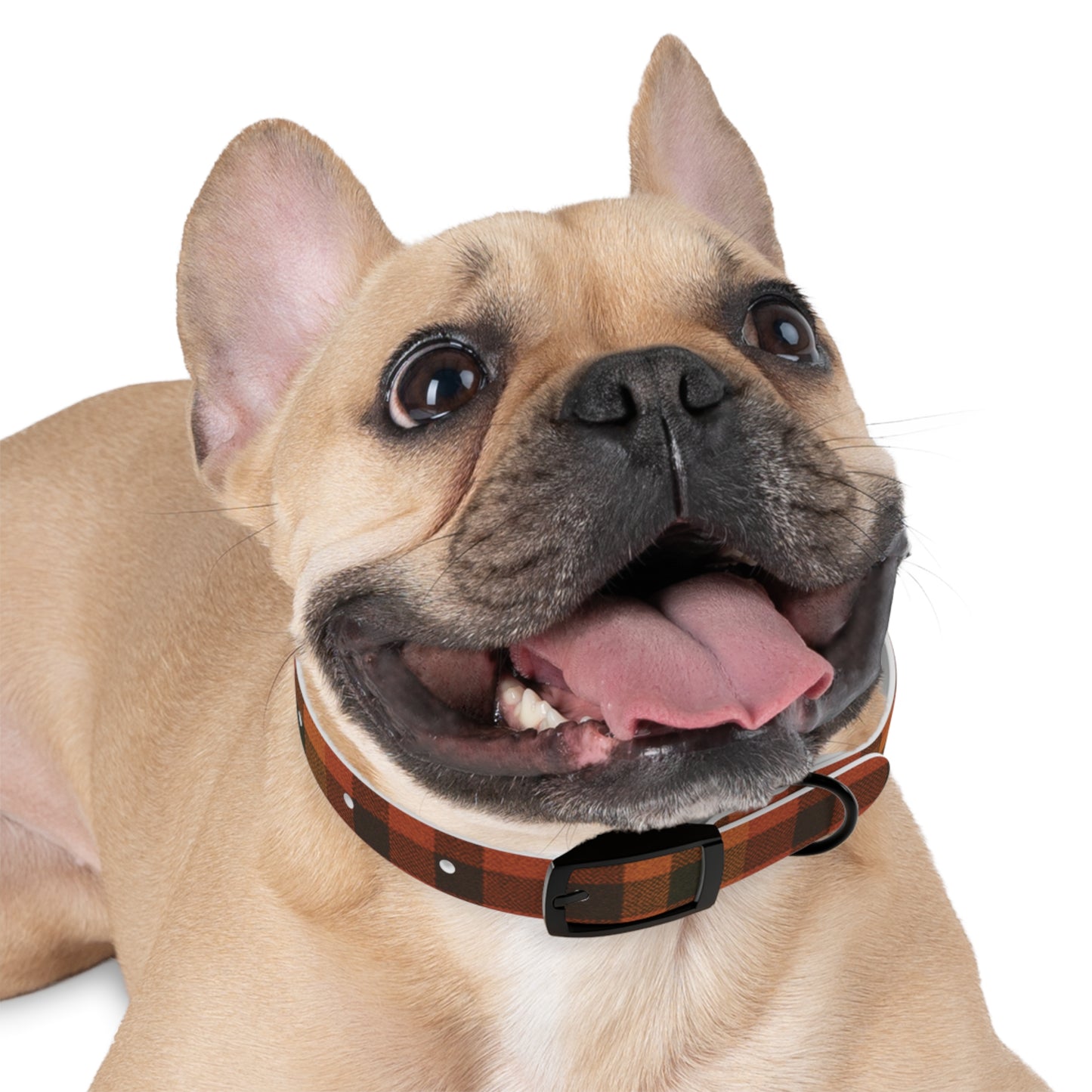 Fall Dog Collar, plaid