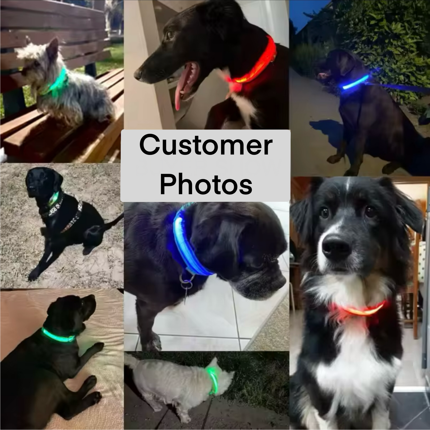 Light Up LED Dog Collar – USB Rechargeable & Adjustable