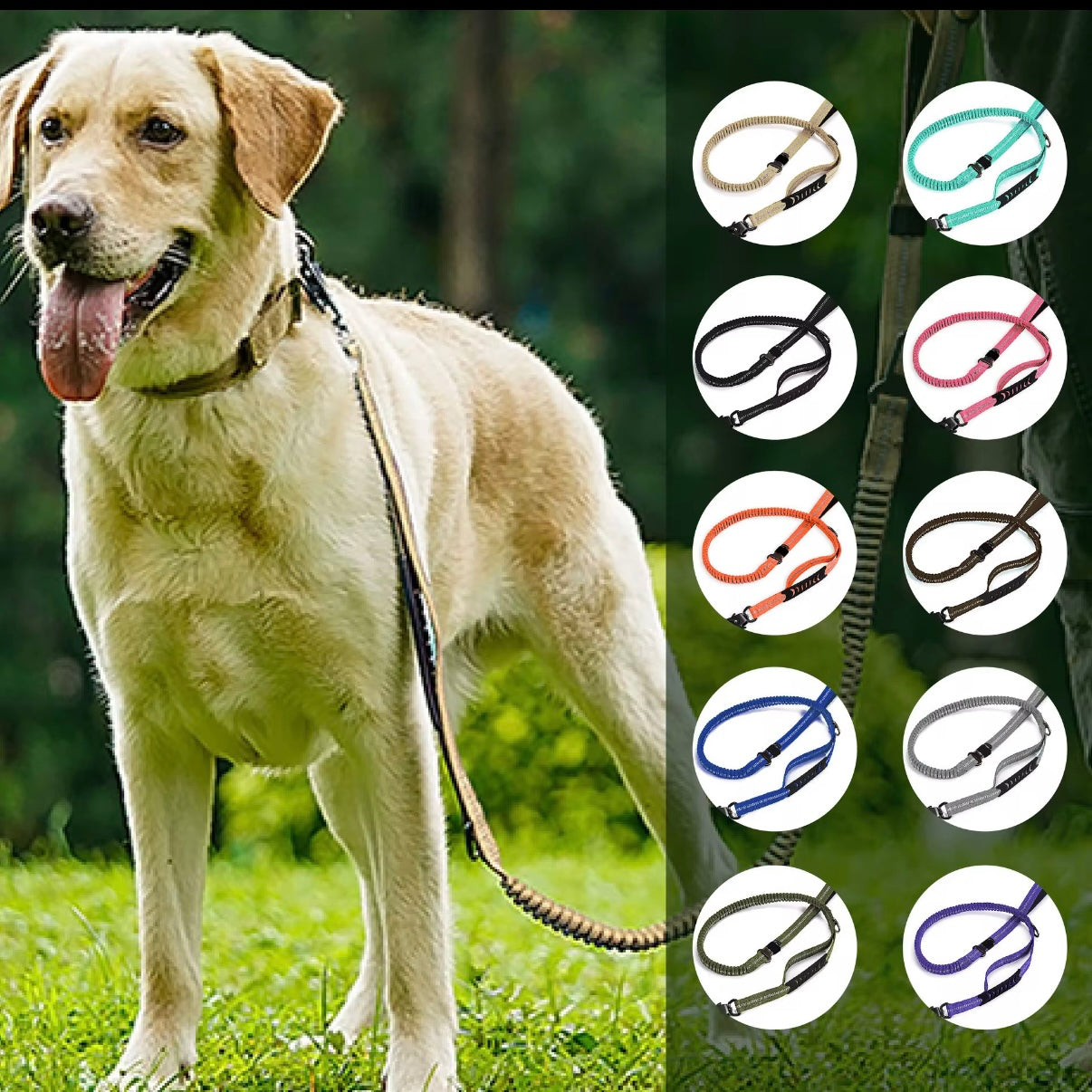 Bungee Dog Leash With Seatbelt Attachment